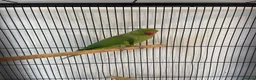 Ringnecks birds for sale: Ringneck parrot and set up. in Bournemouth - Advert 5
