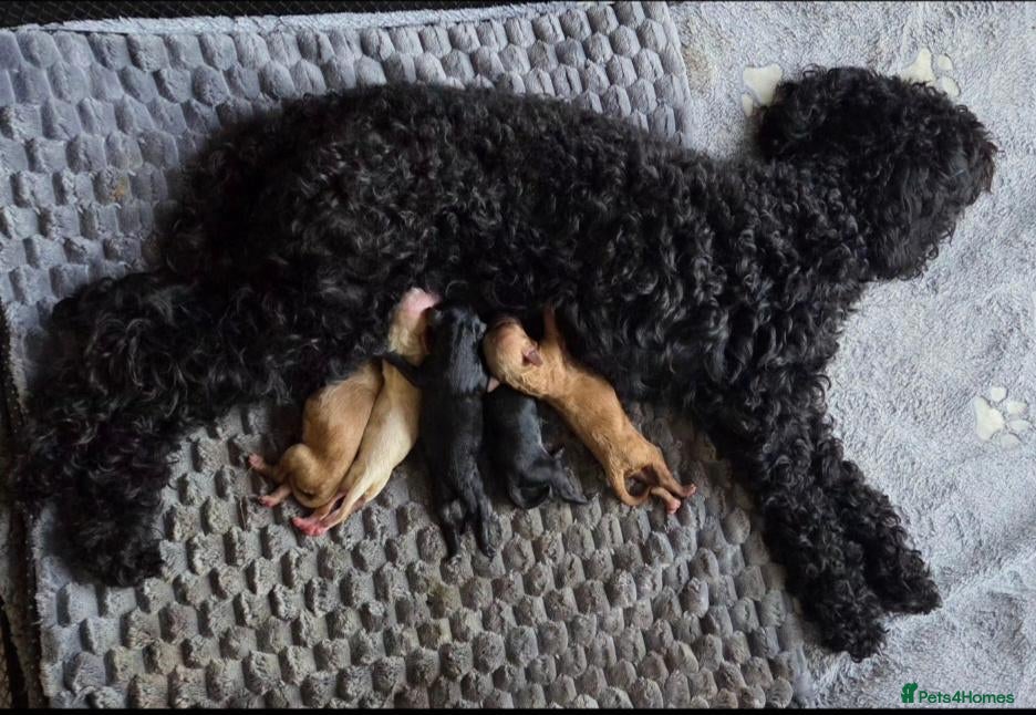 Toy Poodle dogs Beautiful Toy Poodles UPDATE ALL RESERVED  - Advert 2