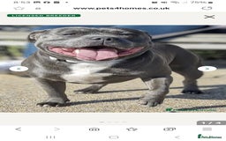 Staffordshire Bull Terrier dogs for sale: Blue male staff puppies  - Image 12