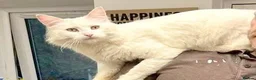 Maine Coon cats for sale: Beautiful Maine coon / Ragdoll Kitten  in Bristol - Advert 2