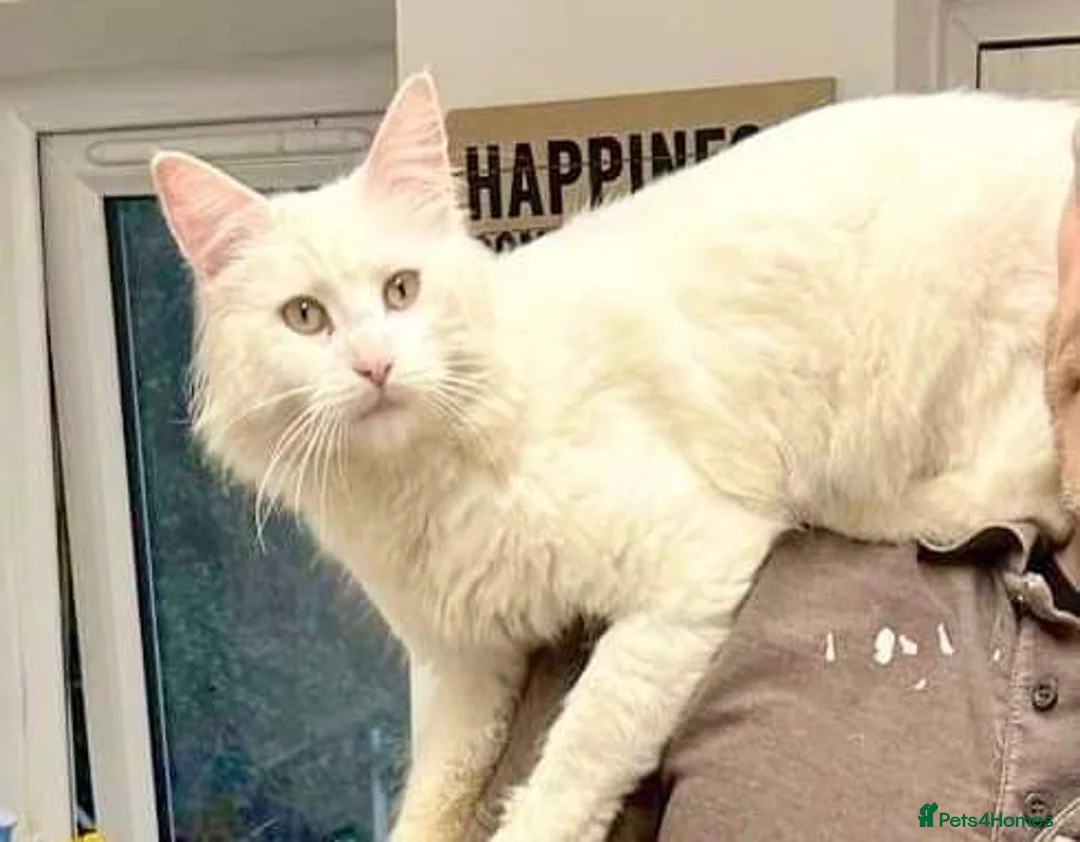 Maine Coon cats for sale: Beautiful Maine coon / Ragdoll Kitten  in Bristol - Advert 2