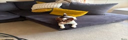 Jack Russell dogs for stud: Chocolate and white miniature Jack Russell stud  - Advert 2