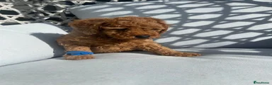 Cockapoo 1