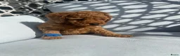 Cockapoo dogs for sale: Cockapoo - Advert 2