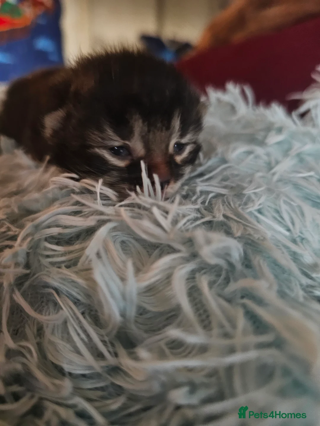 Mixed Breed cats for sale: Beautiful  ** s twins Romeo and Juliet  - Advert 4