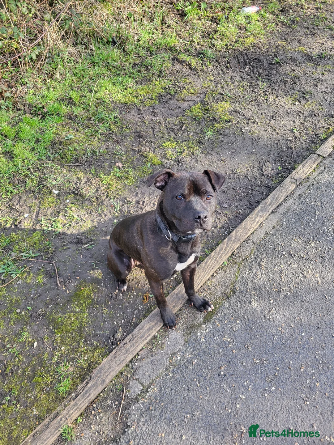 Mixed Breed dogs for sale: staffy cross looking for new home  - Advert 2