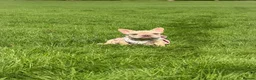 French Bulldog dogs for sale:  French bulldog puppies/Health Tested Parent - Advert 3