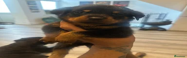Rottweiler 10