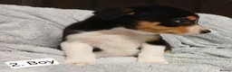 Border Collie dogs for sale: Outstanding Tri-Colour Border Collie Puppies - Advert 6