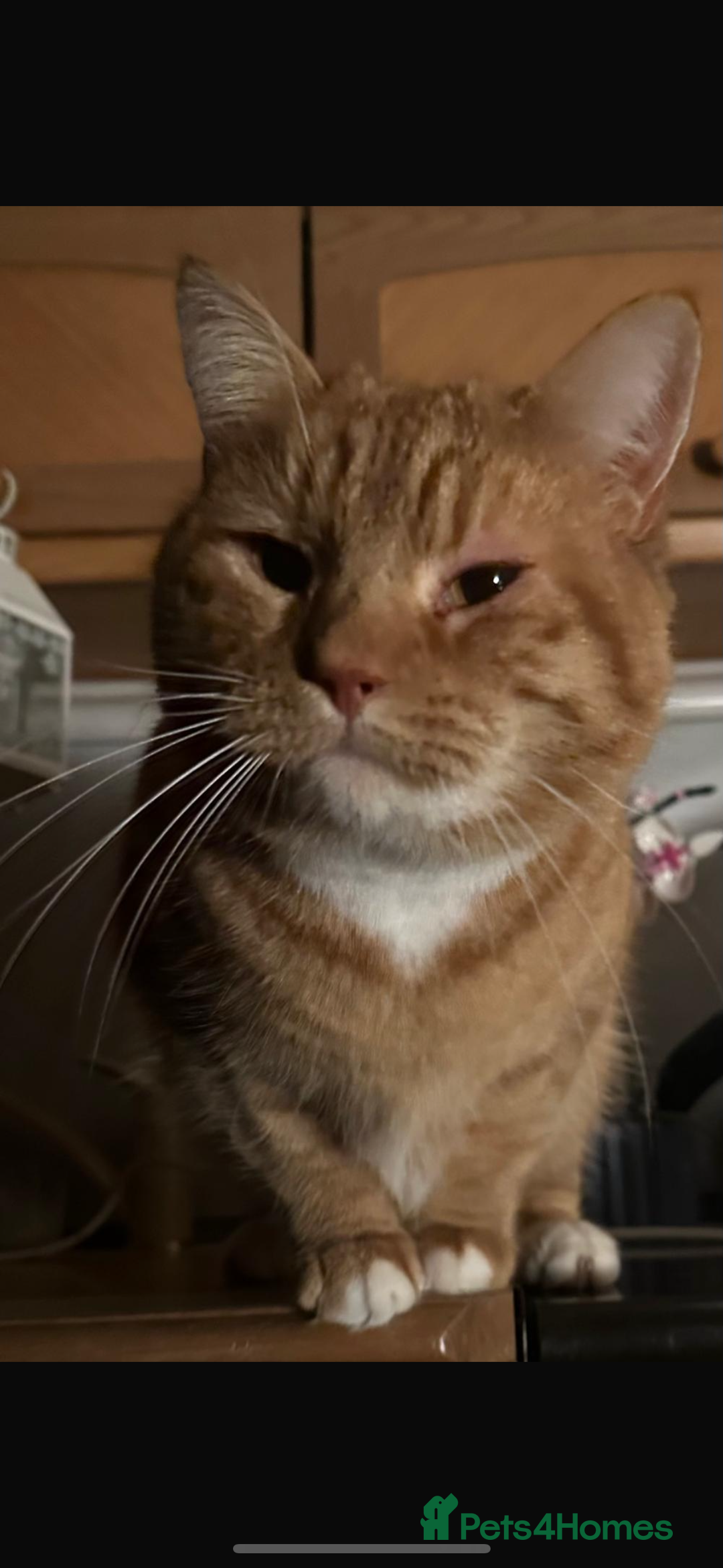 Mixed Breed cats for sale: Rescue cats- adults 🧡 - Advert 4