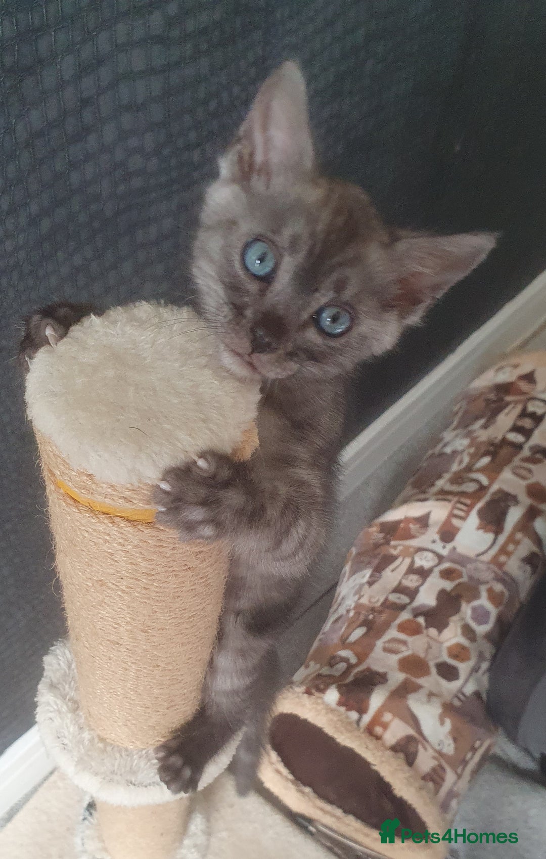 Bengal cats for sale: Silver bengal kitten  - Image 1