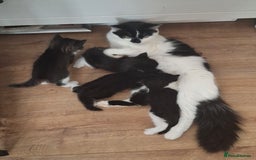 Domestic Shorthair cats for sale: Two beautiful looking male kittens  - Image 7