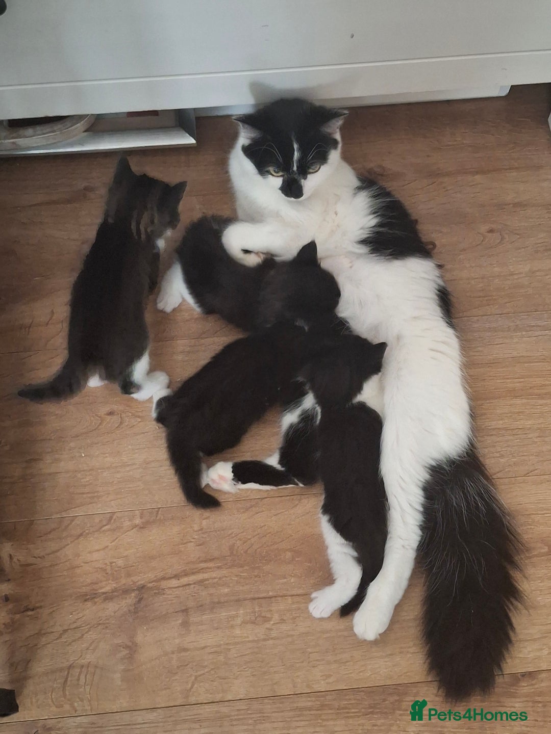 Domestic Shorthair cats for sale: Two beautiful looking male kittens  - Image 7