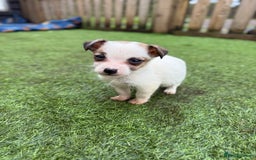 Jack Russell dogs for sale: The cutest little Jack Russel pups ❤️ - Image 6