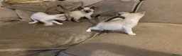 Mixed Breed cats for sale: Beautiful ragdoll cross kittens - Advert 16