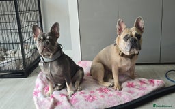 French Bulldog dogs for sale: Femal French bulldog - Image 4