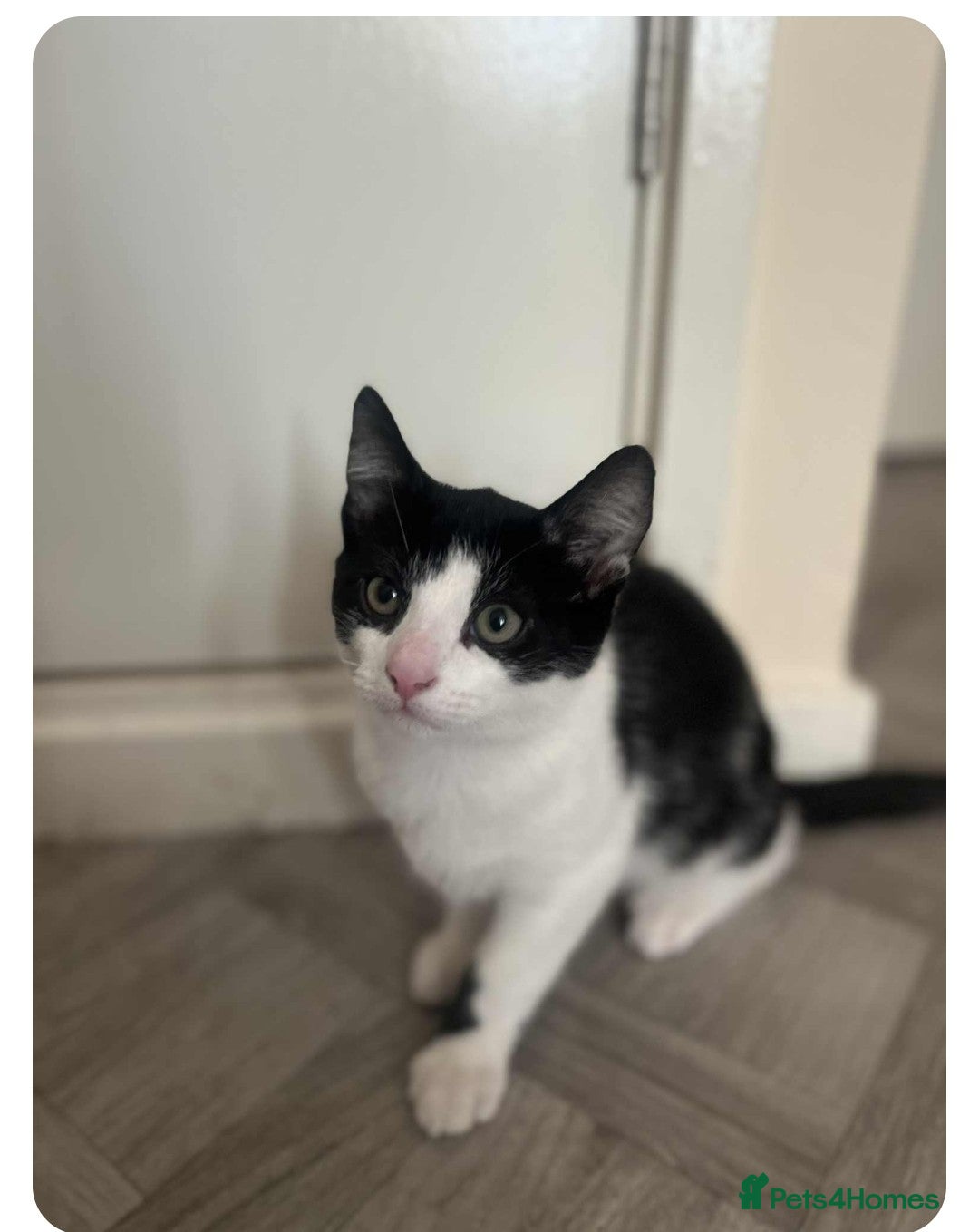 Mixed Breed cats for sale: 2 lovely kittens - Advert 3