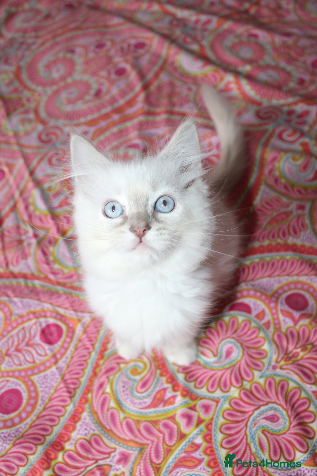 Ragdoll cats for sale: Ready to go  - Advert 15