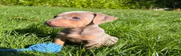 Jack Russell dogs for sale: Ready to leave lilac jack Russell’s  - Advert 13
