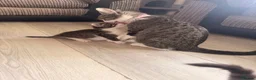 Bengal cats for sale: Beautiful half Bengal x kittens  in Manchester - Advert 14