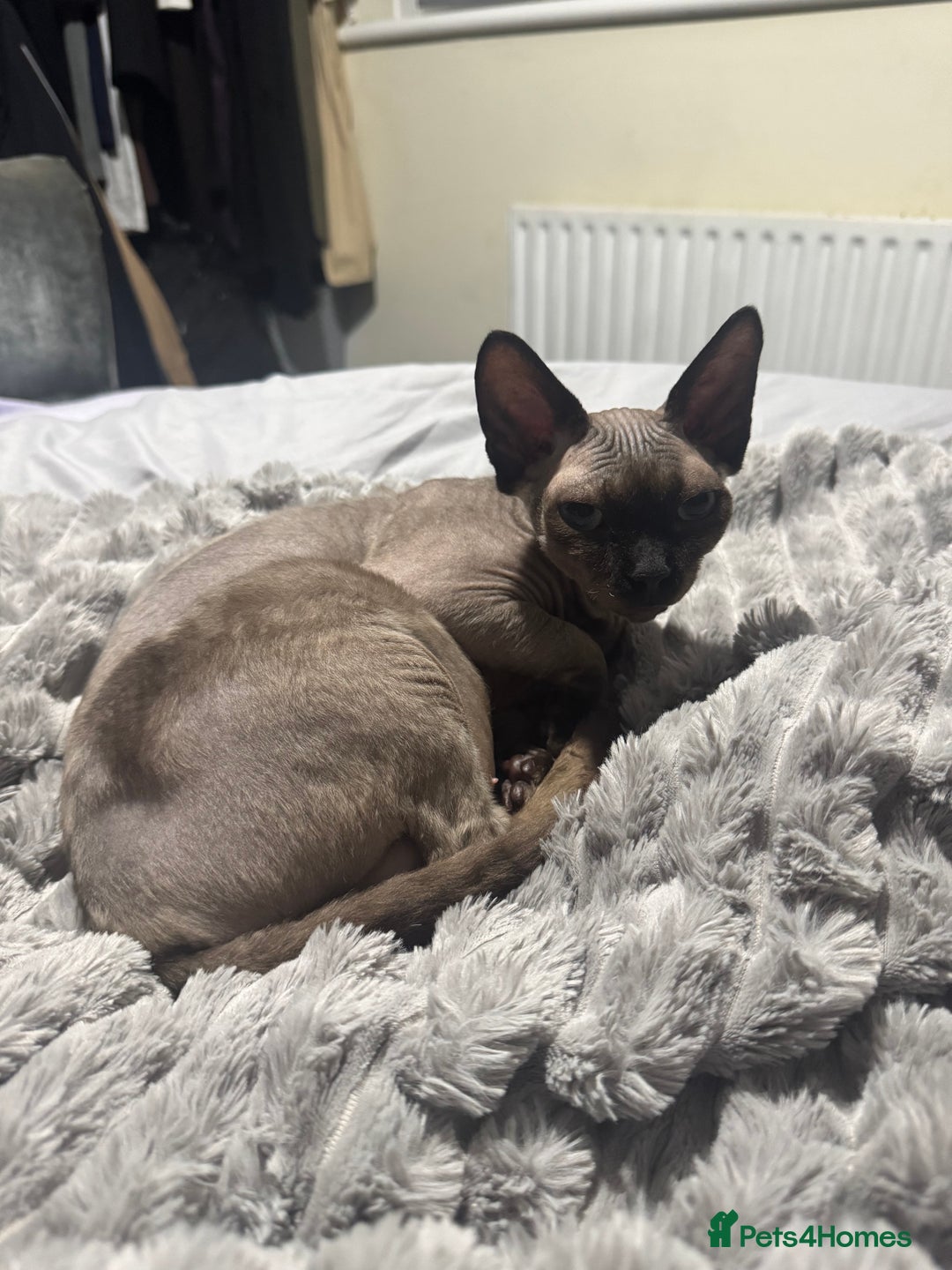 Sphynx cats for sale: 🐾 Sphynx Kitten for Sale 🐾 - Advert 5