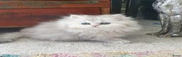 Persian cats for stud: ❤️PKD Clear Pedigree Chinchilla Persian Stud❤️ in Preston - Advert 19