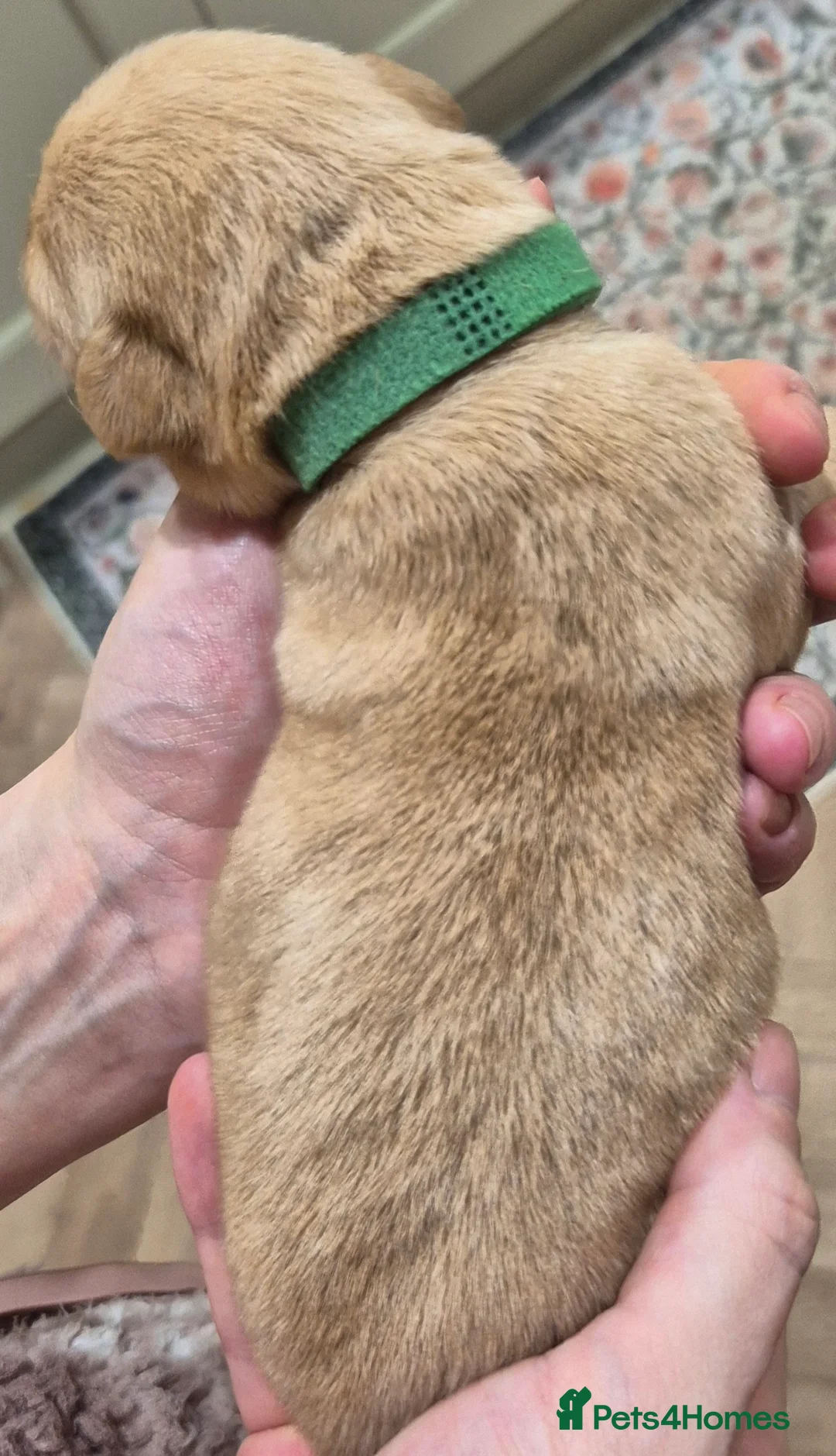 Labrador Retriever dogs for sale: KC Reg Yellow Lab Puppy - Advert 6