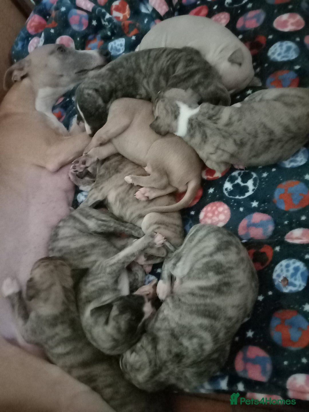 Whippet dogs for sale: Top Class Whippet Puppies - Image 15