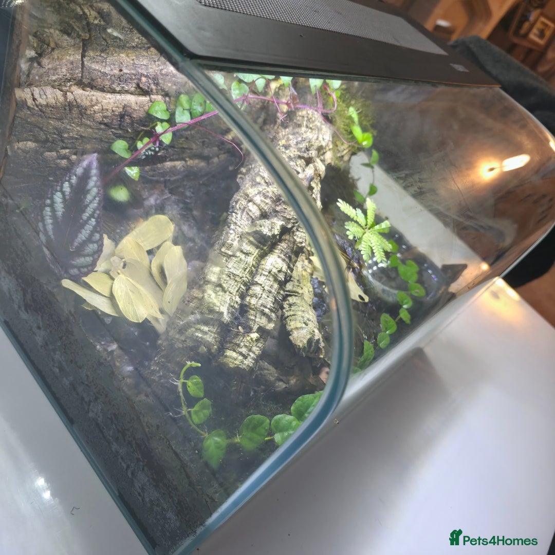 Frog reptiles for sale: Bioactive Vivarium(45×30×30cm)–Includes Dart Frogs - Advert 4