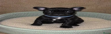 French Bulldog 1