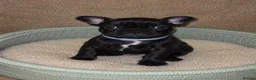 French Bulldog dogs for sale: Premium French Bulldog Puppies - Advert 2
