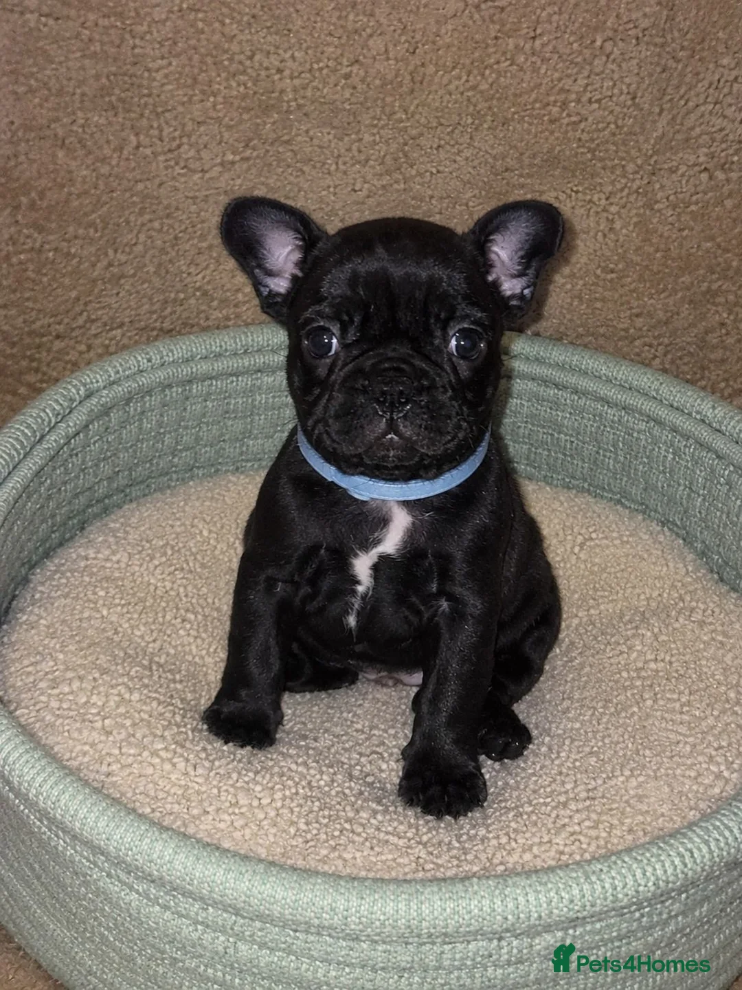 French Bulldog dogs for sale: Premium French Bulldog Puppies - Advert 2