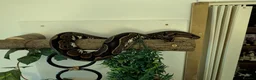 Python Snake reptiles for sale: Female Calico Royal Python  - Advert 2
