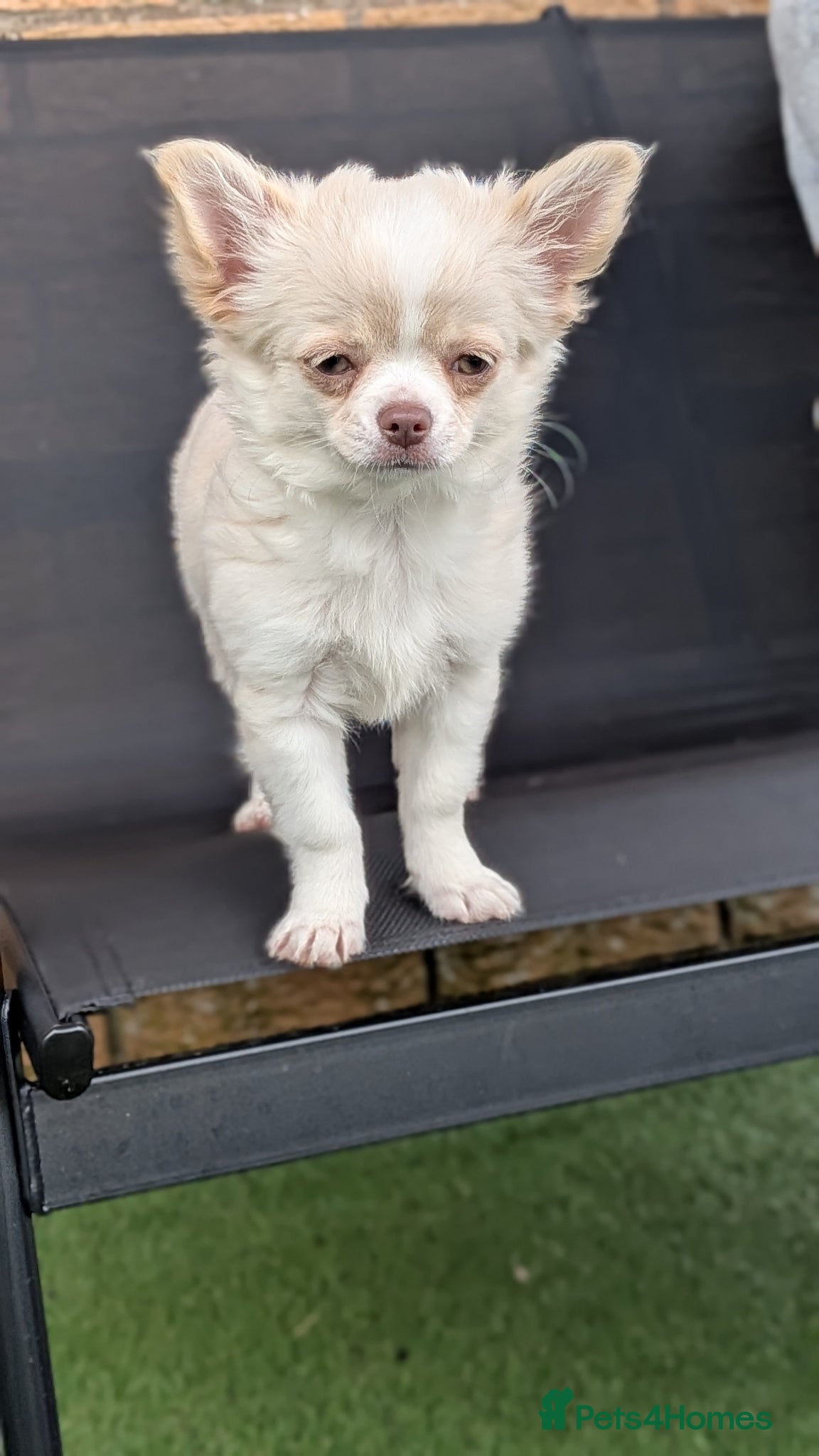 Chihuahua dogs READY TO LEAVE small chihuahua longhaired girls KC - Advert 2