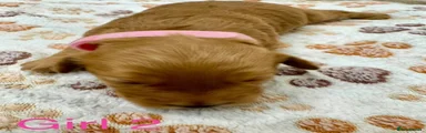 Cavapoo 4