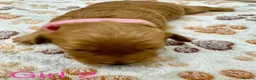 Cavapoo dogs for sale: Beautiful Cavapoo Puppies - Advert 3