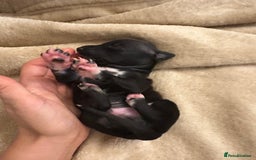 Italian Greyhound dogs for sale: KC Italian Greyhound Puppies  - Image 32