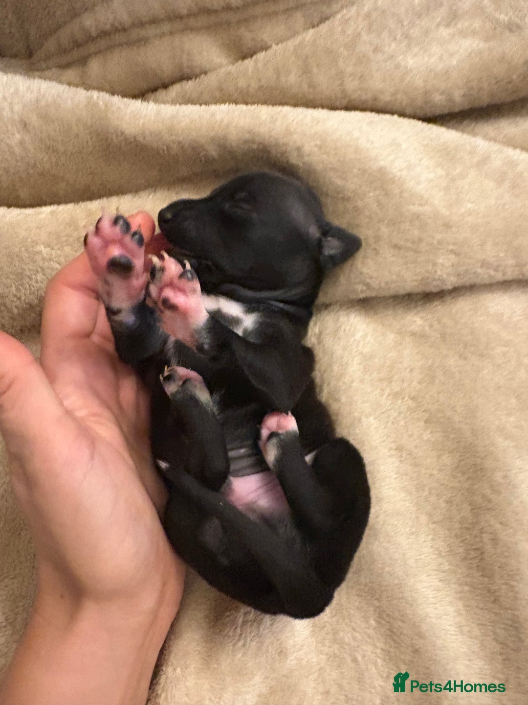 Italian Greyhound dogs for sale: KC Italian Greyhound Puppies  - Image 32