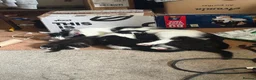 Mixed Breed cats for sale: 3 black and white kittens  - Advert 1