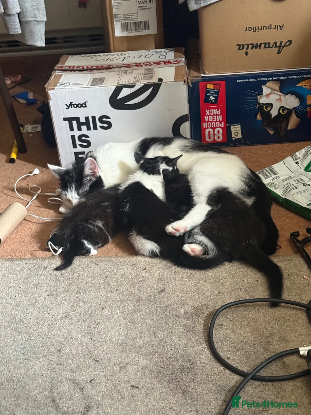 Mixed Breed cats for sale: 3 black and white kittens  - Advert 1