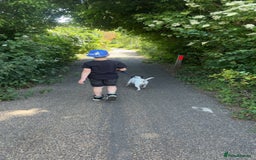 Mixed Breed dogs for sale: Eddie  - Advert 2