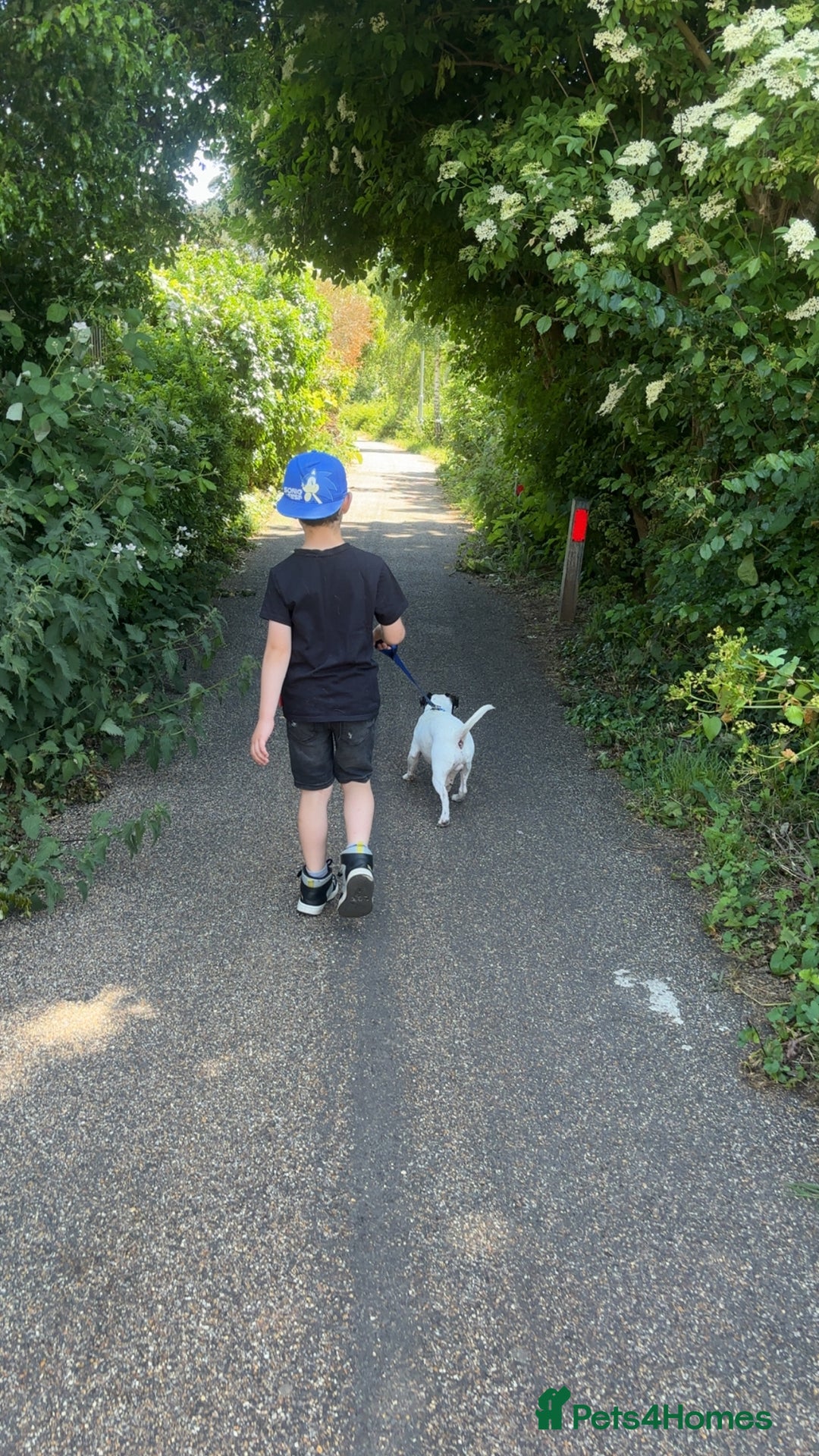 Mixed Breed dogs for sale: Eddie  - Advert 2