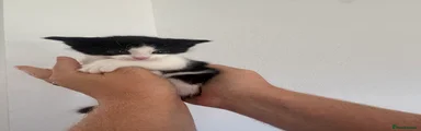 Kitten 5