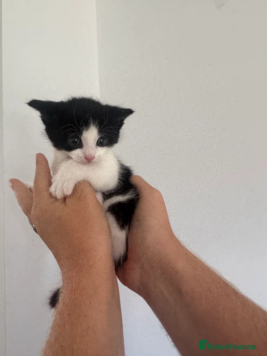 Mixed Breed cats for sale: Kittens - Advert 2