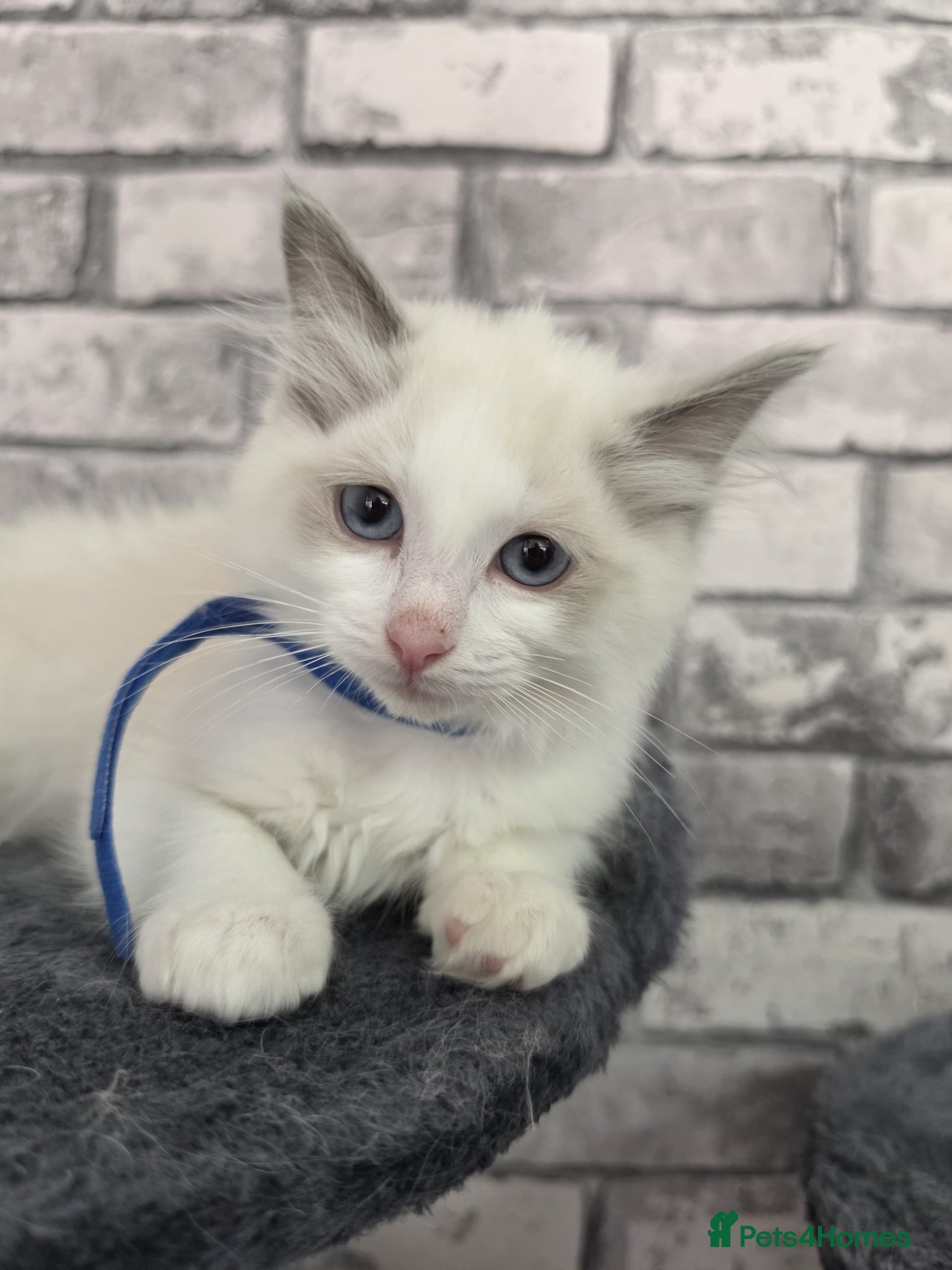 Ragdoll cats Gorgeous lilac Bicolour Ragdoll kittens READY NOW - Advert 4