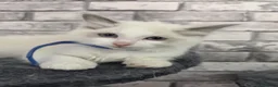 Ragdoll cats for sale: 1 MALE Blue mitted Ragdoll kitten 15 wks READY NOW - Advert 22