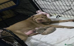 Shar Pei dogs for sale: Blue dilute shar pei boy  - Image 3