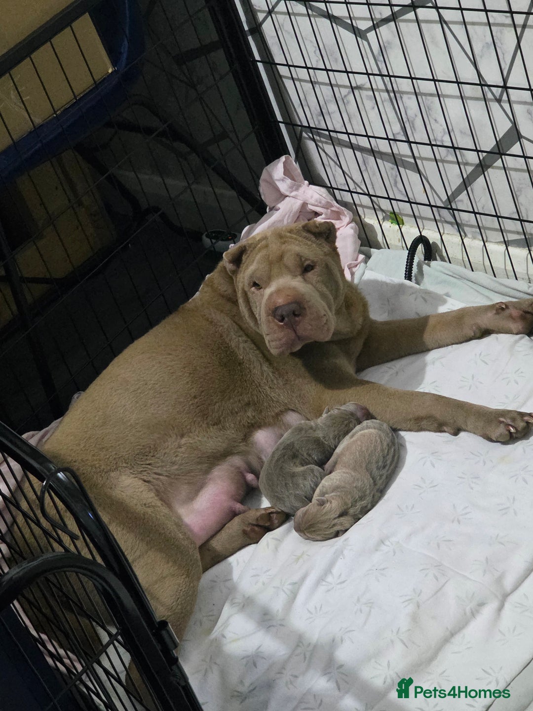 Shar Pei dogs for sale: Blue dilute shar pei boy  - Image 3