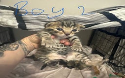 Bengal cats for sale: Bengal cross Maine coon - Image 12
