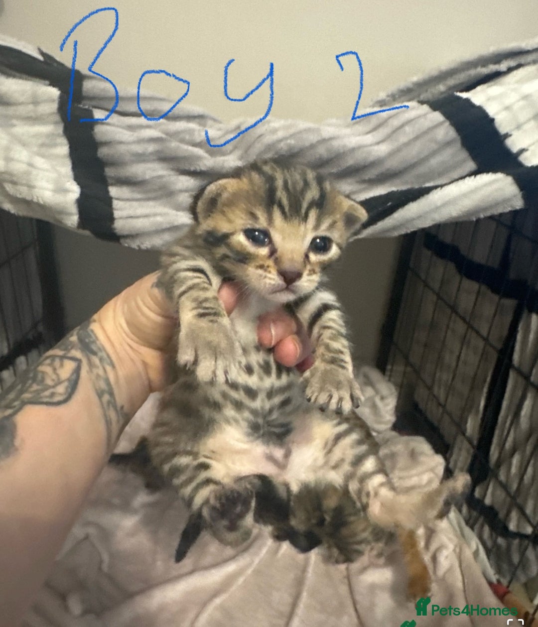 Bengal cats for sale: Bengal cross Maine coon - Image 12